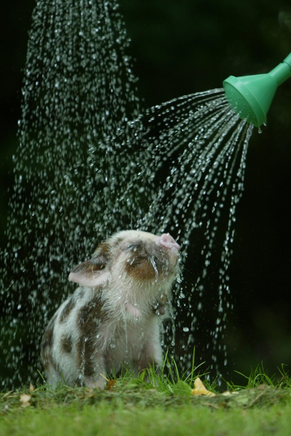 cooling_down_animals_10
